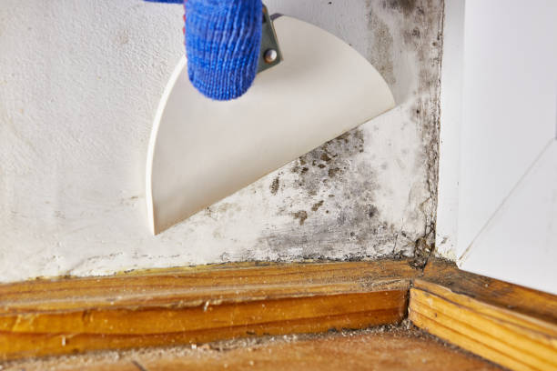 Best Commercial Mold Inspection  in East Point, GA