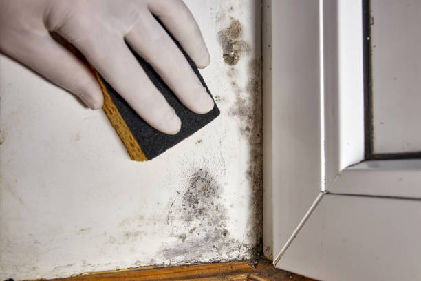 Best Comprehensive Air Testing for Mold Contaminants  in East Point, GA